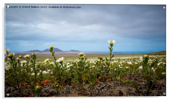 Springtime in Lanzarote, view on daisy flower field on the canary island Acrylic by Kristof Bellens