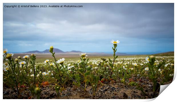 Springtime in Lanzarote, view on daisy flower field on the canary island Print by Kristof Bellens