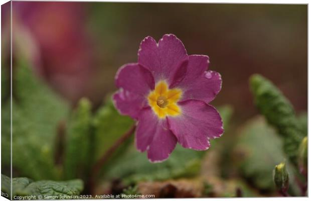 Primrose flower Canvas Print by Simon Johnson