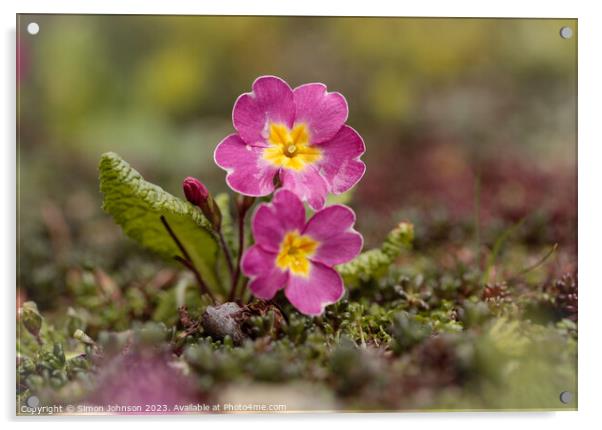 Primrose flowers Acrylic by Simon Johnson