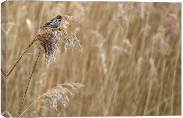 Reed Bunting in Reed bed Canvas Print by Michael Hopes