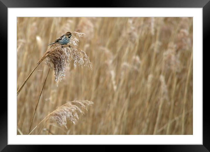 Reed Bunting in Reed bed Framed Mounted Print by Michael Hopes