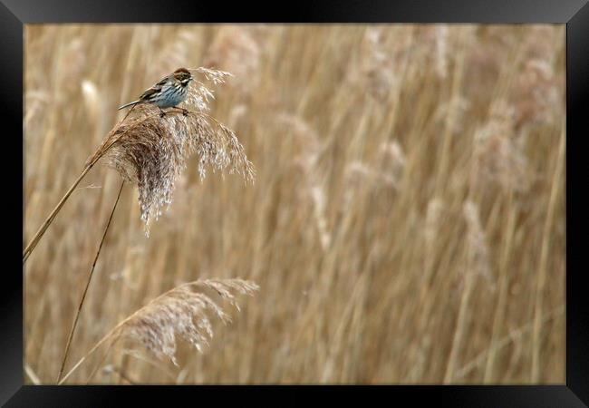 Reed Bunting in Reed bed Framed Print by Michael Hopes