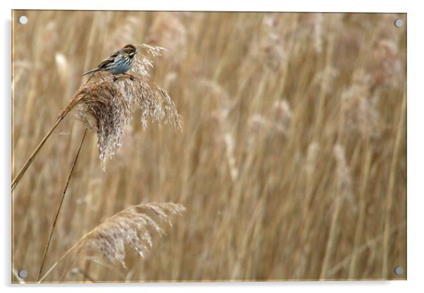 Reed Bunting in Reed bed Acrylic by Michael Hopes
