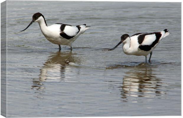 Wading Avocets Canvas Print by Michael Hopes