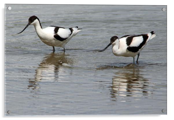 Wading Avocets Acrylic by Michael Hopes