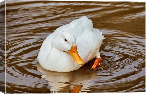Fluffy White Duck Canvas Print by Julie Ormiston