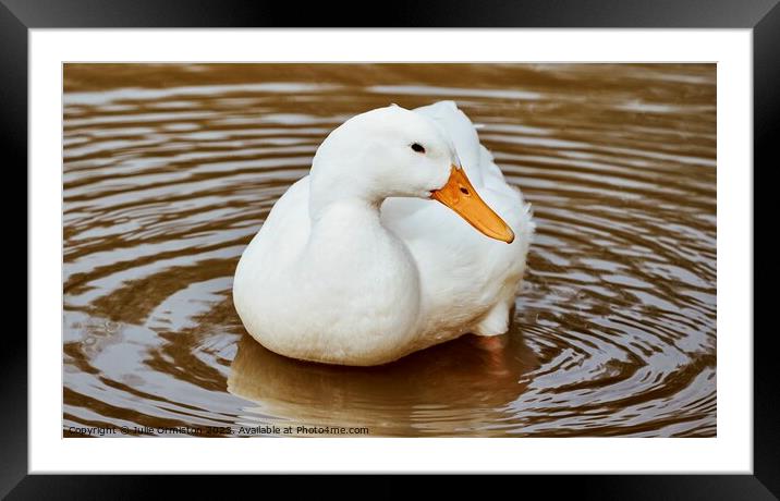 Fluffy White Duck Framed Mounted Print by Julie Ormiston