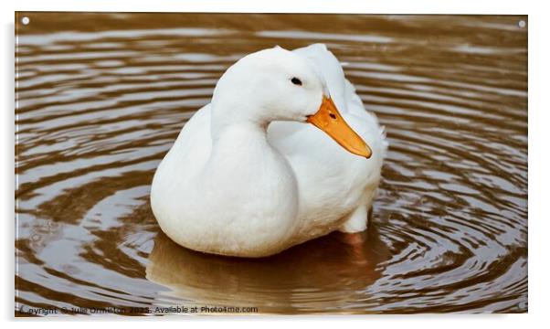 Fluffy White Duck Acrylic by Julie Ormiston