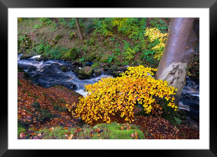 Enchanting Autumn at Padley Gorge Framed Mounted Print by Steve Smith