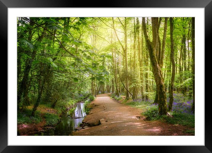 Serene Forest Walk Framed Mounted Print by Matthew Grey