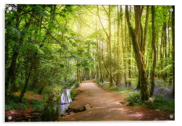 Serene Forest Walk Acrylic by Matthew Grey