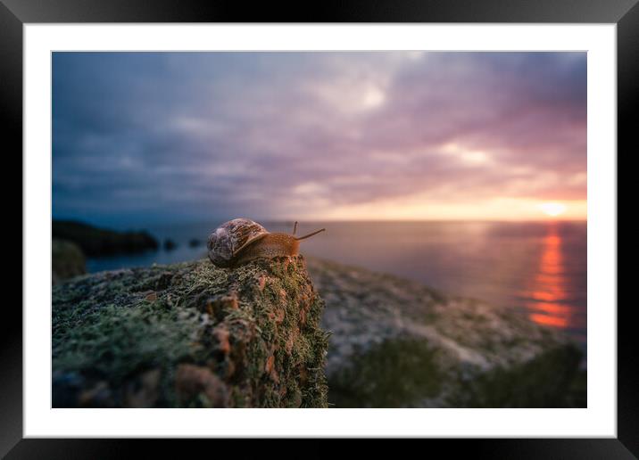 Even snails enjoy a good sunset! Framed Mounted Print by Matthew Grey