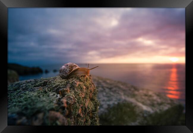 Even snails enjoy a good sunset! Framed Print by Matthew Grey