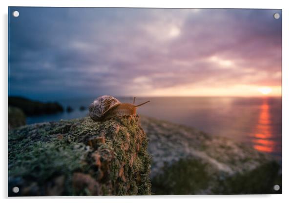 Even snails enjoy a good sunset! Acrylic by Matthew Grey