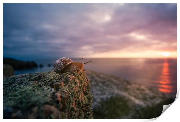 Even snails enjoy a good sunset! Print by Matthew Grey