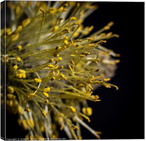Goat Willow, Abstract Catkin Macro Canvas Print by Imladris 