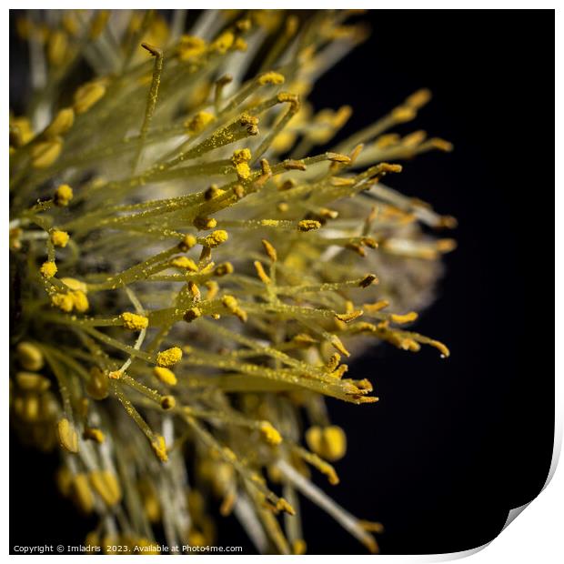 Goat Willow, Abstract Catkin Macro Print by Imladris 