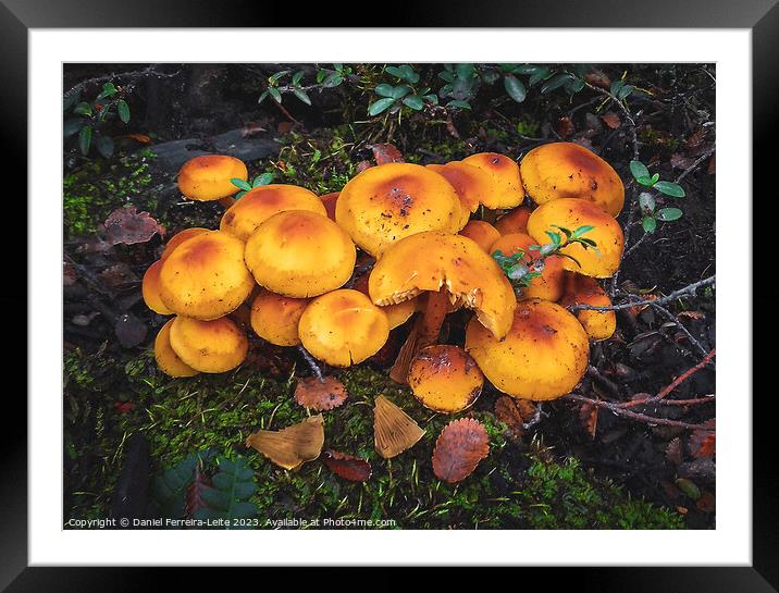 Mushrooms in patagonia forest Framed Mounted Print by Daniel Ferreira-Leite