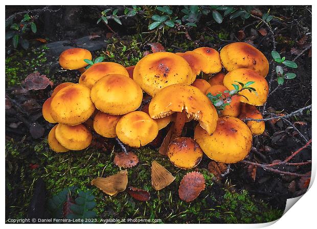 Mushrooms in patagonia forest Print by Daniel Ferreira-Leite