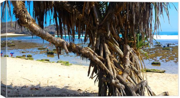 Tree trunks at Watu Karung sand beach Canvas Print by Hanif Setiawan