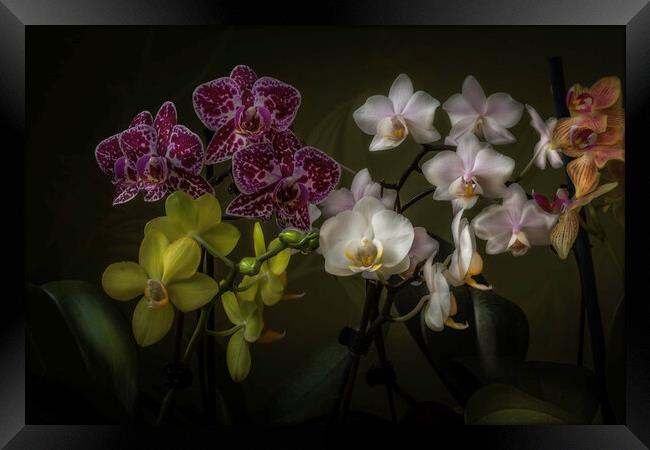 The drift of orchids. Framed Print by Steve Taylor