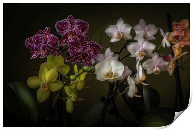 The drift of orchids. Print by Steve Taylor