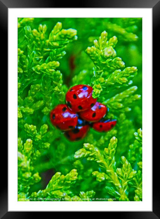 Bloom of Ladybirds Ready for Spring Framed Mounted Print by GJS Photography Artist