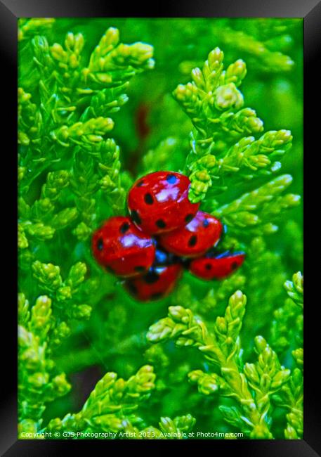 Bloom of Ladybirds Ready for Spring Framed Print by GJS Photography Artist