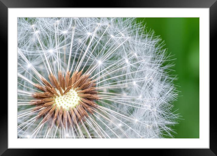Dandelion seeds on green background Framed Mounted Print by Lubos Chlubny