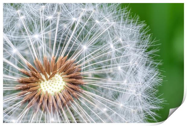 Dandelion seeds on green background Print by Lubos Chlubny