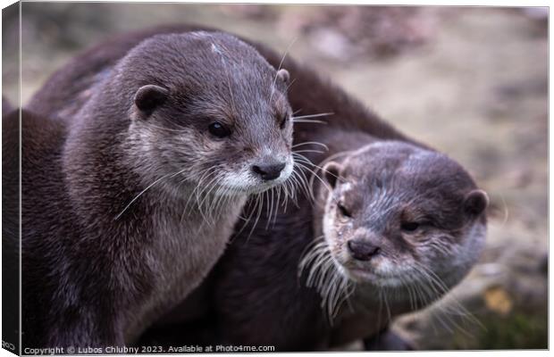 Two asian small clawed otters, Aonyx cinereus Canvas Print by Lubos Chlubny