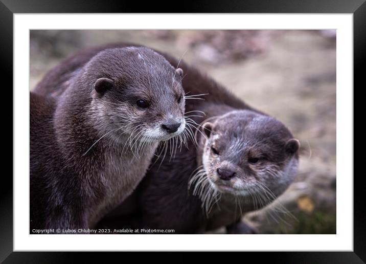 Two asian small clawed otters, Aonyx cinereus Framed Mounted Print by Lubos Chlubny