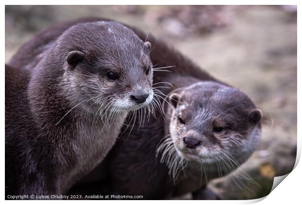 Two asian small clawed otters, Aonyx cinereus Print by Lubos Chlubny
