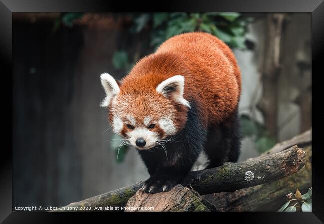 Red panda on a tree, Ailurus Fulgens Framed Print by Lubos Chlubny