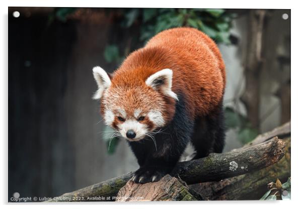 Red panda on a tree, Ailurus Fulgens Acrylic by Lubos Chlubny