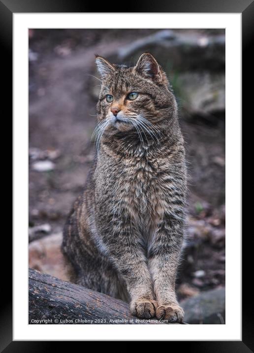 European wild cat, Felis silvestris Framed Mounted Print by Lubos Chlubny