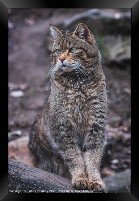 European wild cat, Felis silvestris Framed Print by Lubos Chlubny
