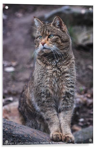 European wild cat, Felis silvestris Acrylic by Lubos Chlubny