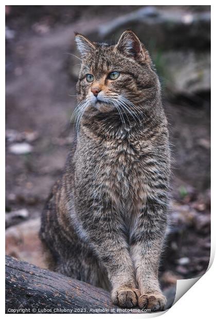 European wild cat, Felis silvestris Print by Lubos Chlubny