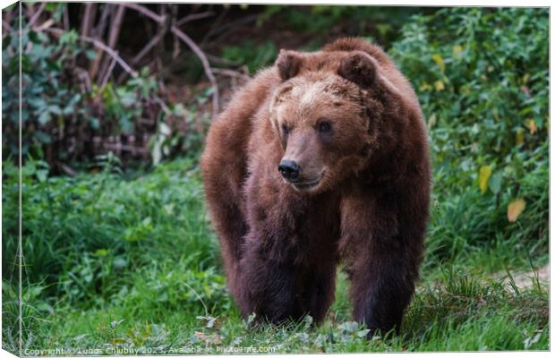 Kamchatka brown bear, Ursus arctos beringianus Canvas Print by Lubos Chlubny