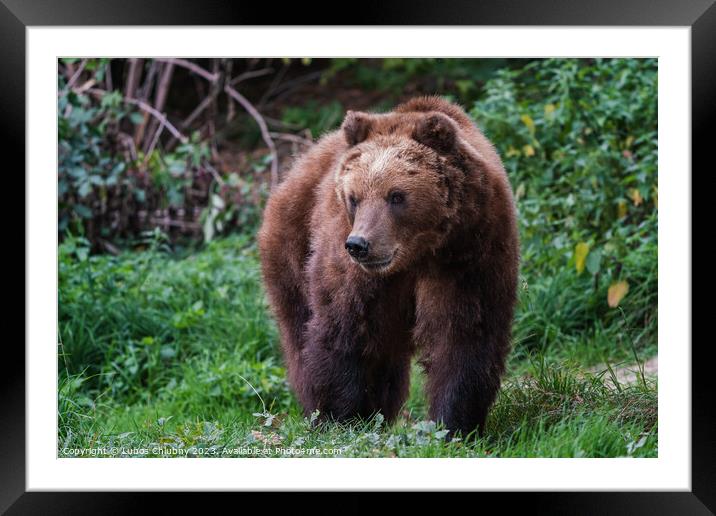 Kamchatka brown bear, Ursus arctos beringianus Framed Mounted Print by Lubos Chlubny