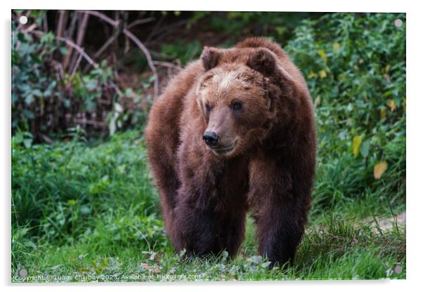 Kamchatka brown bear, Ursus arctos beringianus Acrylic by Lubos Chlubny