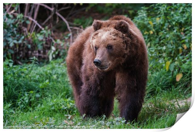 Kamchatka brown bear, Ursus arctos beringianus Print by Lubos Chlubny