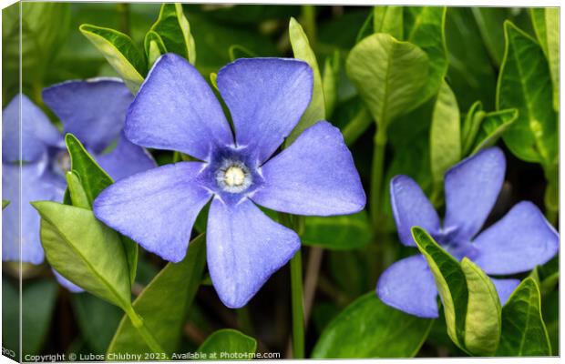 Purple blue flowers of periwinkle, vinca minor Canvas Print by Lubos Chlubny