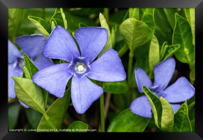 Purple blue flowers of periwinkle, vinca minor Framed Print by Lubos Chlubny
