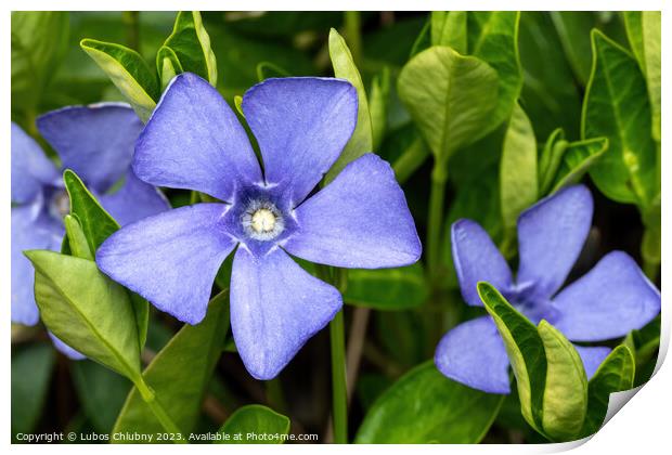 Purple blue flowers of periwinkle, vinca minor Print by Lubos Chlubny