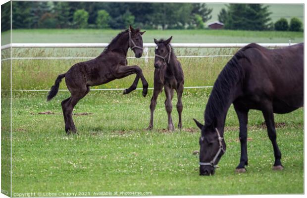 Foals are playing in the pasture Canvas Print by Lubos Chlubny