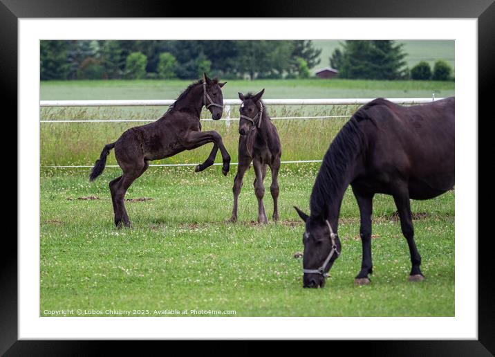 Foals are playing in the pasture Framed Mounted Print by Lubos Chlubny