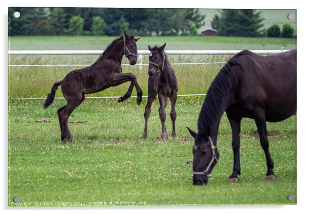 Foals are playing in the pasture Acrylic by Lubos Chlubny
